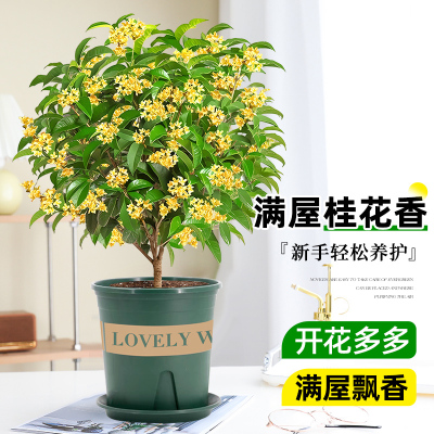 桂花树四季桂盆栽可食用开花不断室内阳台庭院驱蚊浓香型花卉植物