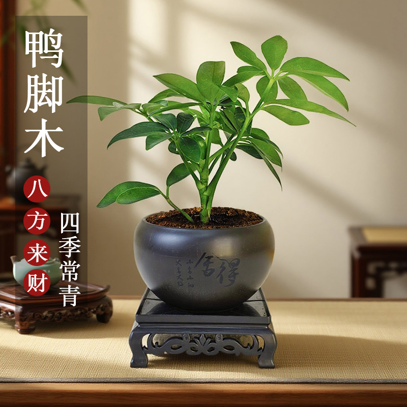 八方来财鸭脚木盆栽室内植物七叶莲客厅净化空气办公中式禅意绿植