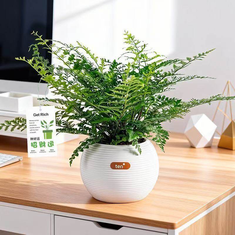 吉姆蕨盆栽网红蕨类植物办公室内净化空气水培观叶好养花卉绿植,鲜花速递/花卉仿真/绿植园艺,绿植,淘宝优惠券,粉丝福利购,淘宝优惠卷