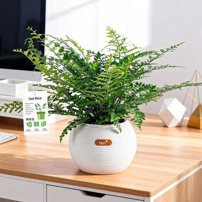 吉姆蕨盆栽网红蕨类植物办公室内净化空气水培观叶好养花卉绿植