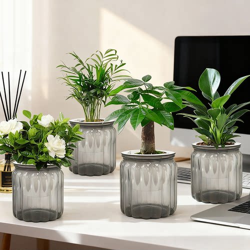 【拍一发四】发财树盆栽室内富贵竹金钻桌面水培植物栀子花卉绿植
