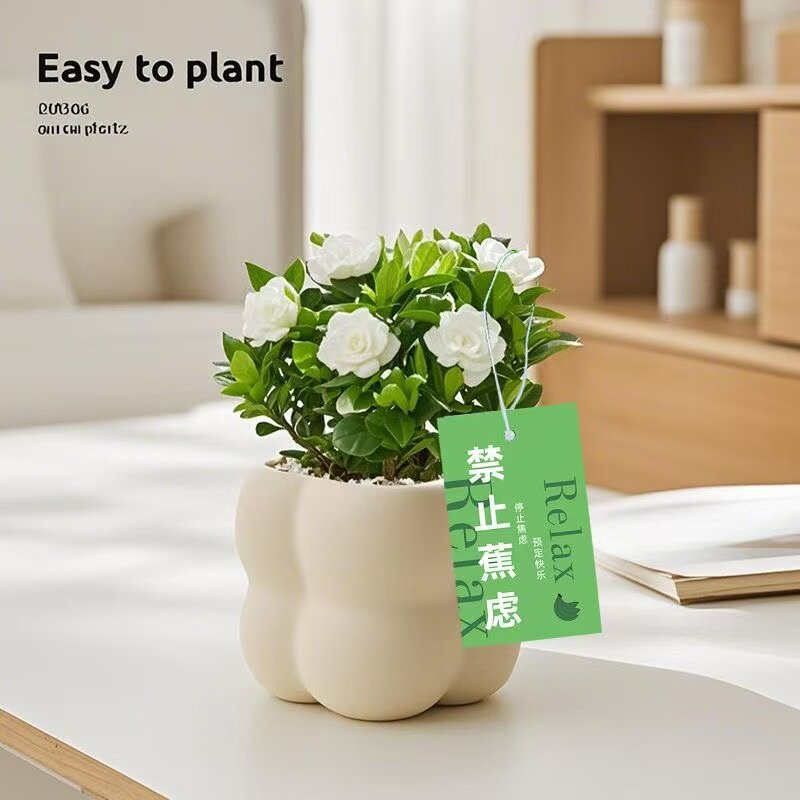 栀子花室内工位绿植高级感小盆栽好养净化空气观叶懒人不焦虑植物图片