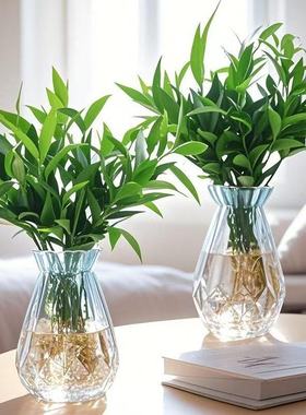 驱蚊竹柏水培绿植客厅室内盆栽办公室工位桌面装饰摆件招财运植物