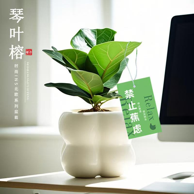 琴叶榕室内工位绿植高级感小盆栽好养净化空气观叶懒人不焦虑植物