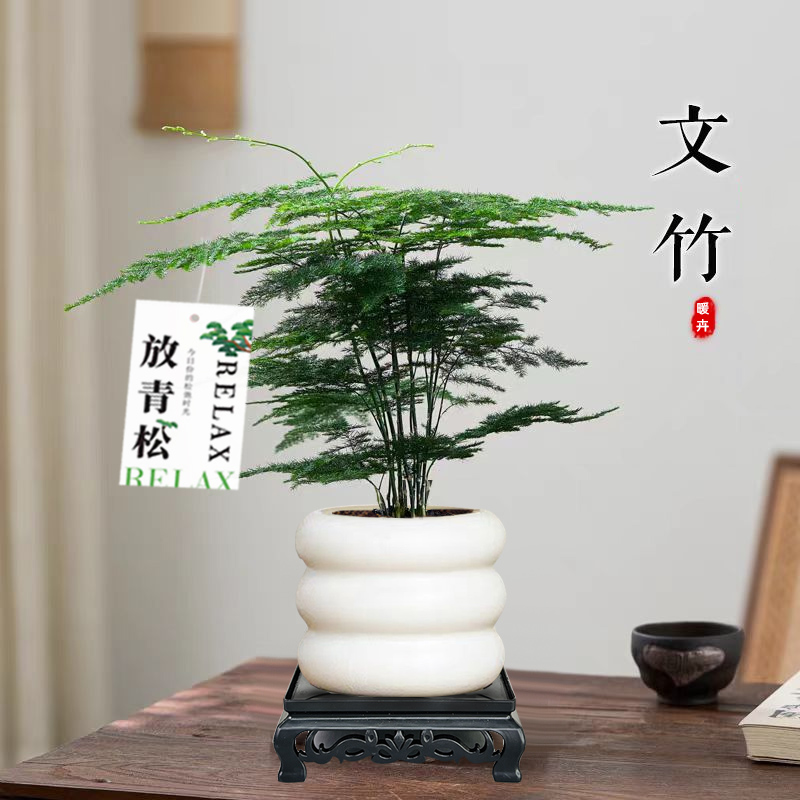 文竹盆栽办公室内桌面客厅四季常青摆件净化空气花卉绿植物放青松