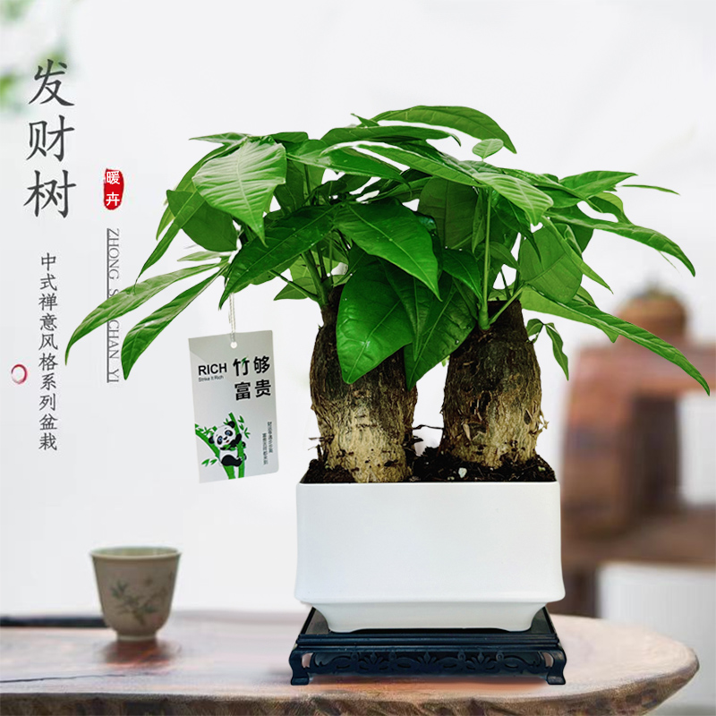 发财树盆栽植物室内客厅禅意招财树盆景办公室桌面好养四季绿植