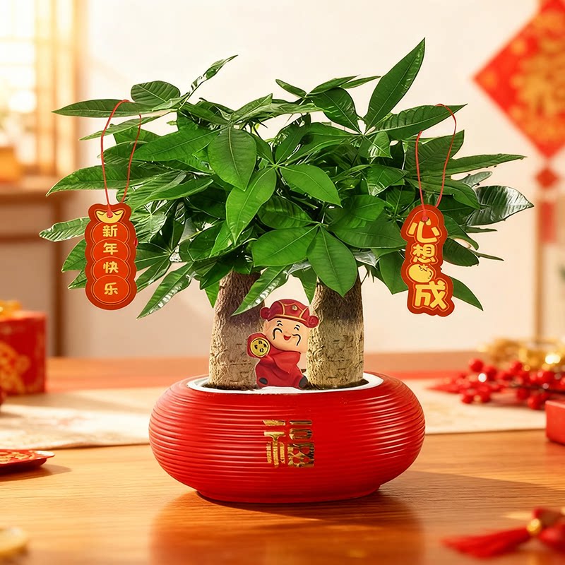 粗杆发财树组合盆栽室内客厅植物办公室花卉绿植喜庆节日年宵送礼