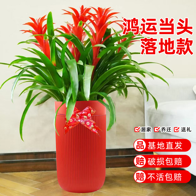 恰意凤梨花开业乔迁送礼绿植
