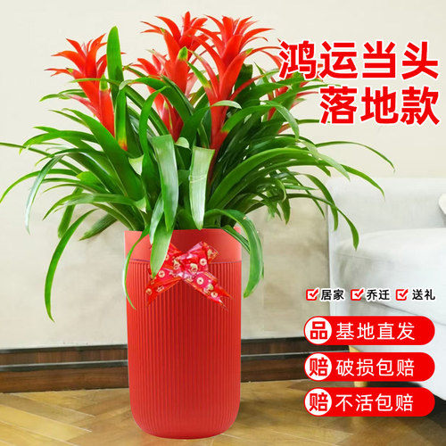 恰意凤梨花开业乔迁送礼绿植