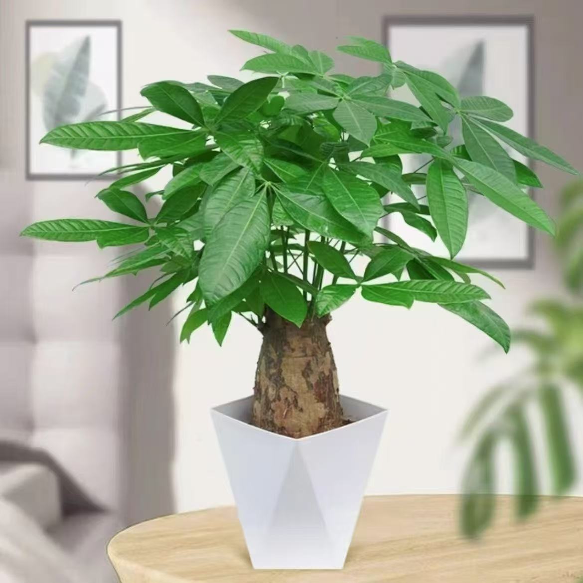 白色菱形盆象腿发财树粗杆室内盆栽客厅招财盆景办公室好养活绿植