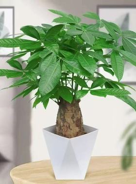 白色菱形盆象腿发财树粗杆室内盆栽客厅招财盆景办公室好养活绿植