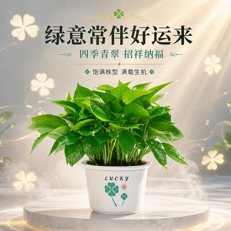 绿萝盆栽室内好养客厅新房客厅绿植花卉办公桌面植物绿箩净化空气
