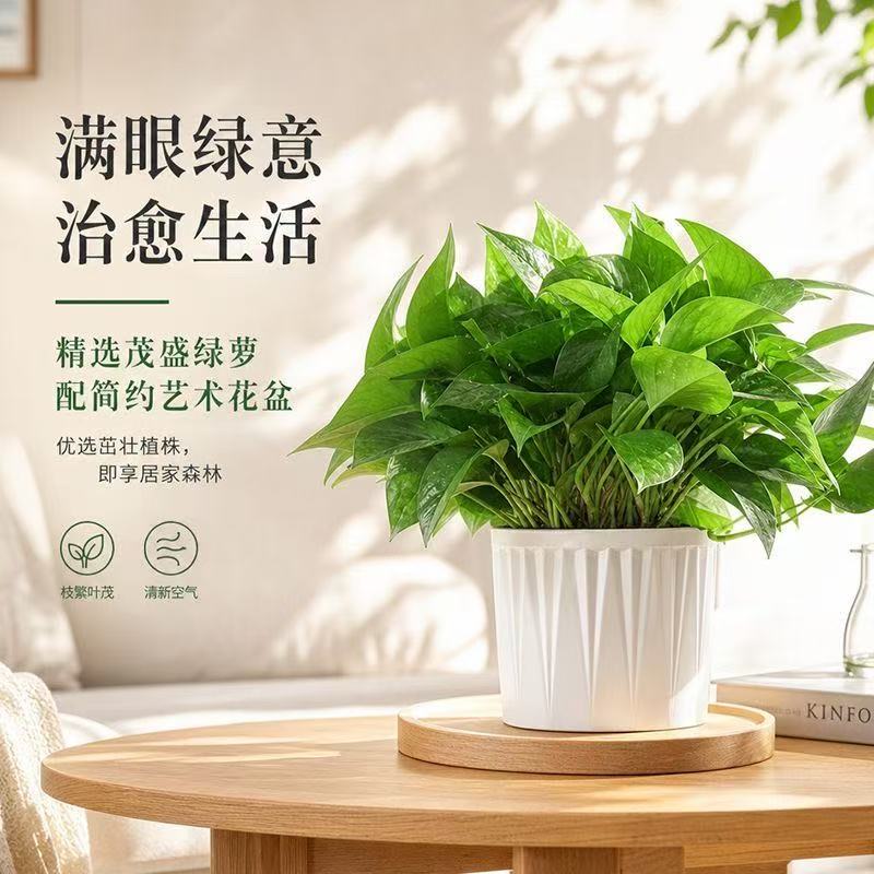 绿萝盆栽室内好养客厅新房客厅绿植花卉办公桌面植物绿箩净化空气