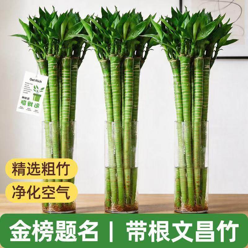 富贵竹文昌竹水培植物龙竹粗杆带根桌面盆栽室内精致绿植净化空气