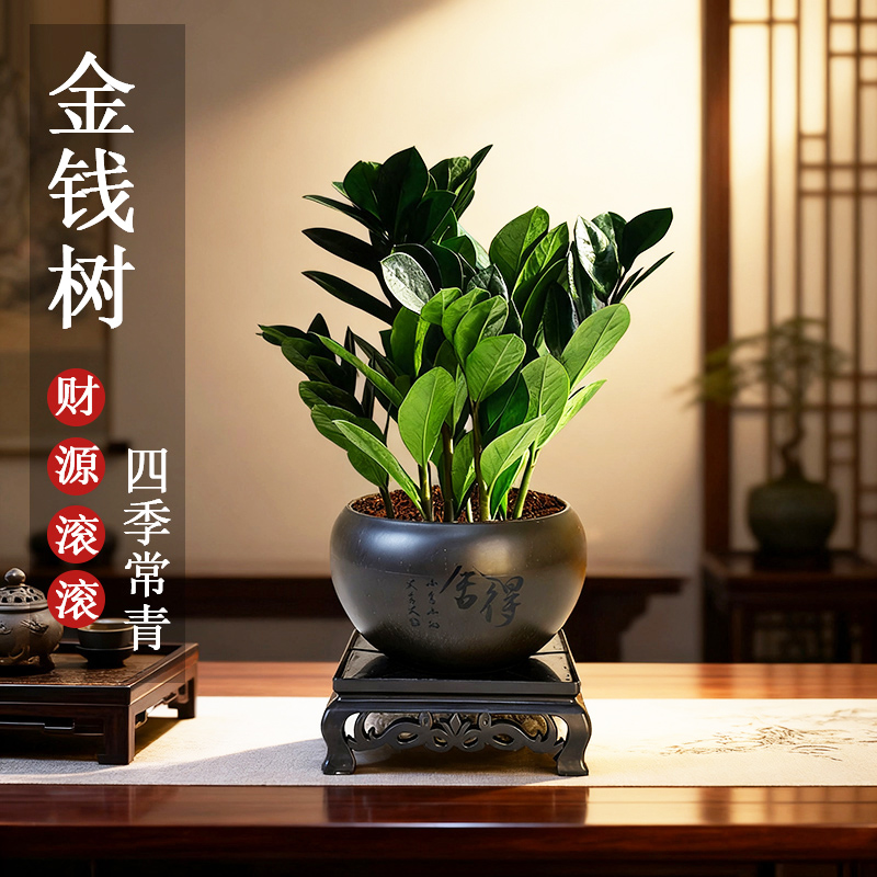 金钱树绿植办公室内盆栽桌面客厅四季好养植物钱串子发财树摇钱树