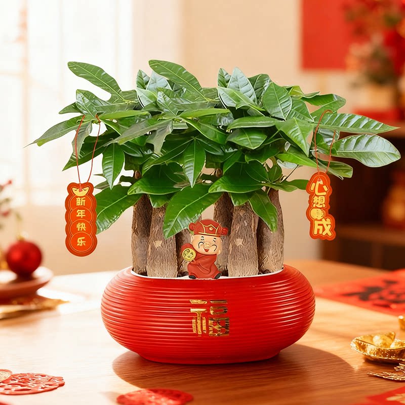 六杆发财树组合盆栽室内客厅植物办公室花卉绿植喜庆节日年宵送礼