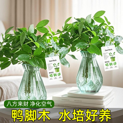 八方来财水培植物招财运绿植