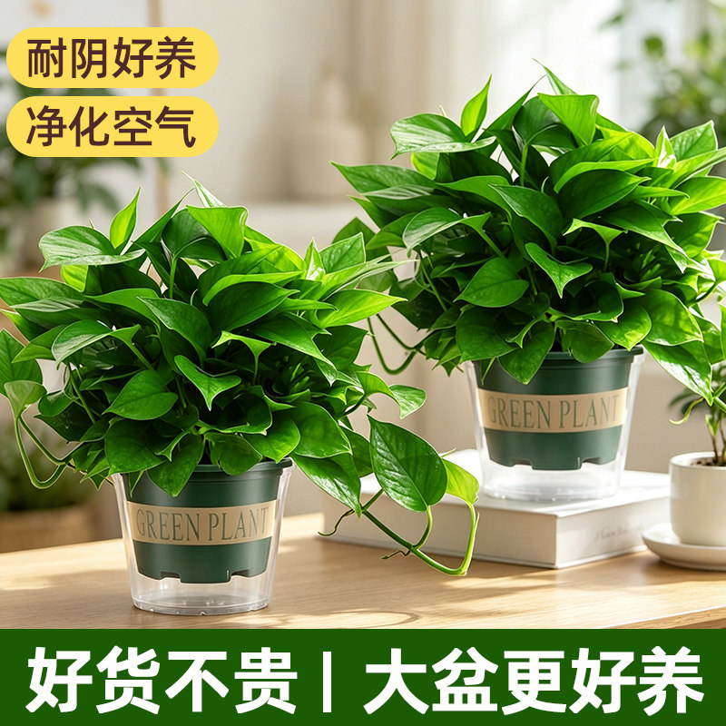 绿萝盆栽室内植物花卉家用新房净化空气绿植水培好养精致大绿箩