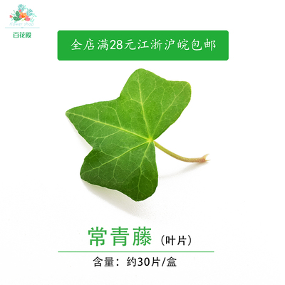 常青藤叶子新鲜五角叶 30片点缀 常春长青藤 日料理西餐摆盘装饰