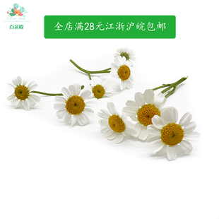 新鲜 洋甘菊 小白菊50朵/盒 冷菜酒店餐饮日料冷盘摆盘装饰花草