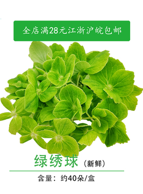 绣球花新鲜 绿色 翠绣球 进口食用花酒店西餐摆菜盘烘培蛋糕装饰