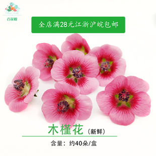木槿花新鲜迷你40朵 可食用花草装饰鲜花 西餐酒店装饰摆盘点缀