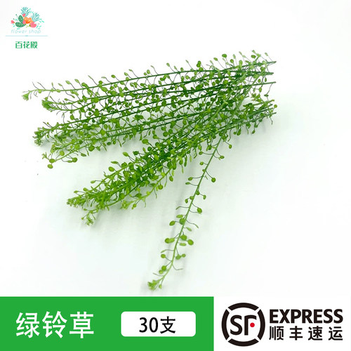 新鲜绿铃草 40根 围盘摆盘装饰酒店西餐餐饮蛋糕烘焙点缀花草绿叶