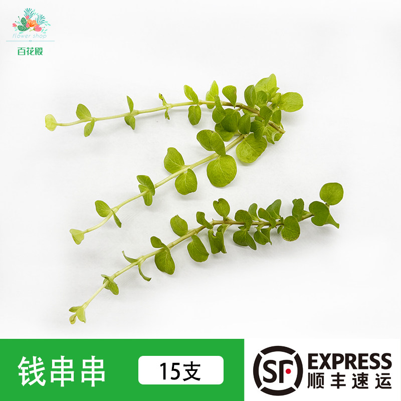 新鲜钱串串 金钱串 串钱藤15支酒店西餐摆盘花草蛋糕烘焙装饰点缀