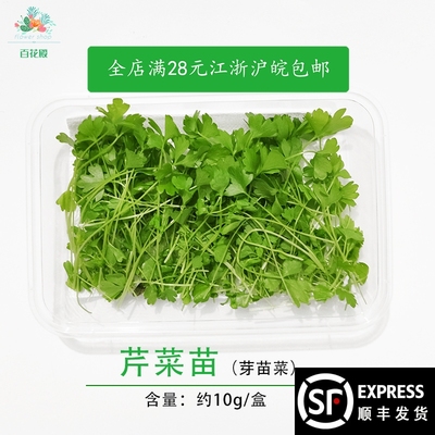 新鲜芹菜苗 西芹苗 香芹苗 三叶香 酒店装饰摆盘点缀食用芽苗菜