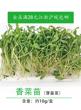 香菜苗新鲜蔬菜  菜苗 可食用花 鲜花草芽苗菜 西餐摆盘装饰