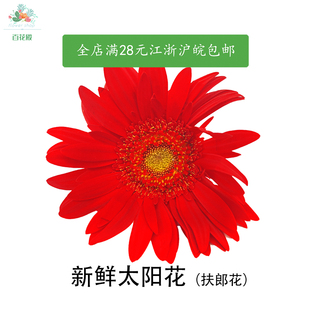 新鲜太阳花扶郎花非洲菊红色弗朗花食用花酒店饭店西餐摆菜盘装饰