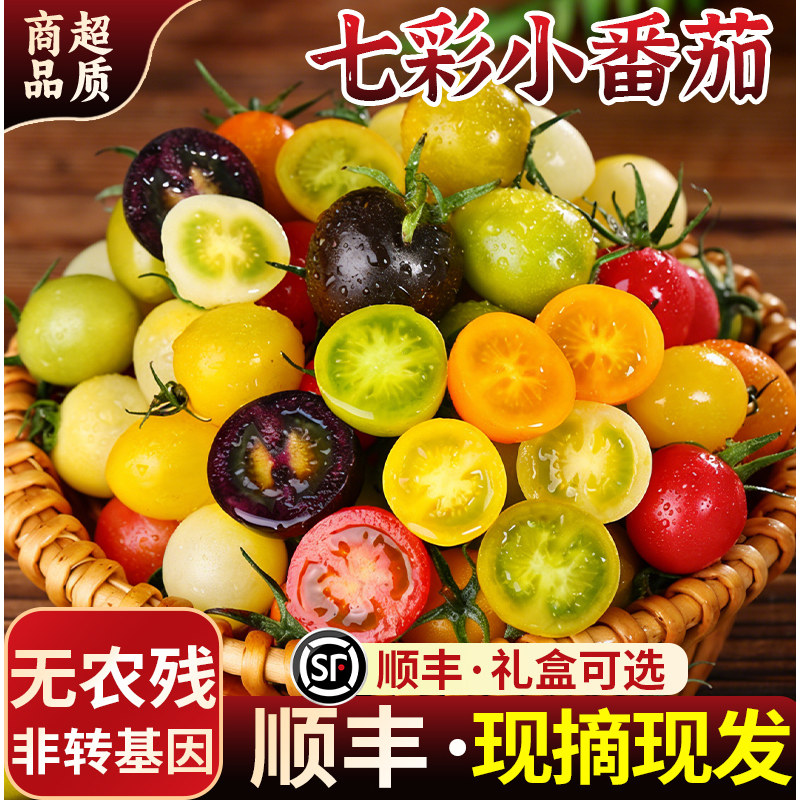 山东七彩小番茄新鲜现摘彩色小柿子青甜多汁圣女果混合水果顺丰