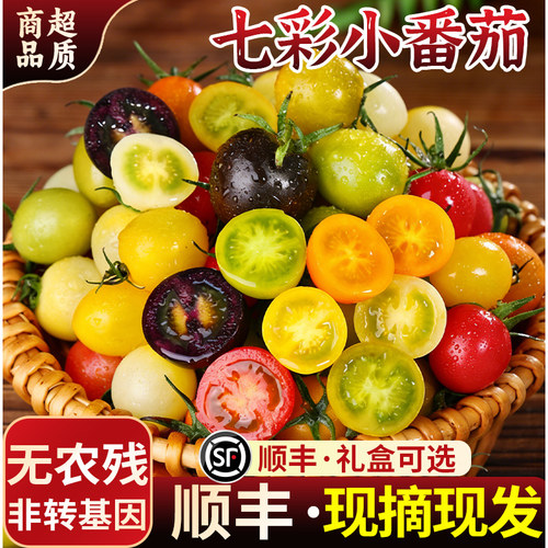 七彩小番茄！新鲜现摘！顺丰包邮