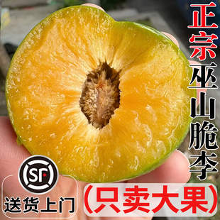 顺丰巫山脆李重庆当季新鲜水果礼盒脆甜蜂糖脱骨李5青脆冰糖李子