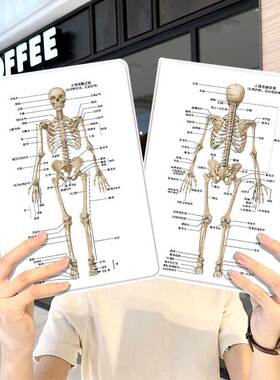 医学生ipad10保护套pro2024款11寸5苹果air7平板mini6壳4迷你3适用2三折2020带笔槽8第9代2021骨骼结构图2018