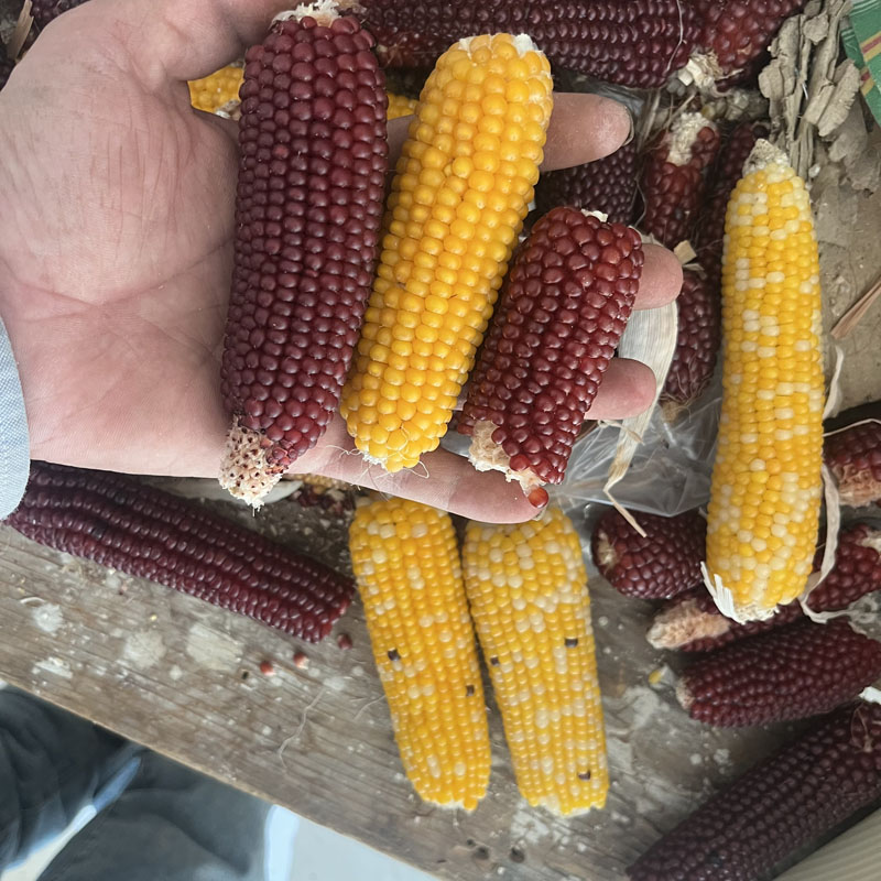 仓鼠磨牙玉米小玉米磨牙棒兔子解闷玩具可零食用品金丝熊粮食神器