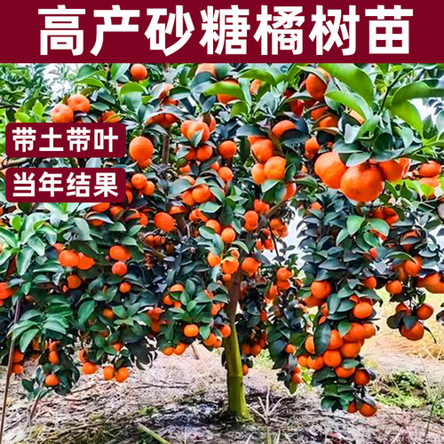嫁接砂糖橘树苗带土带叶