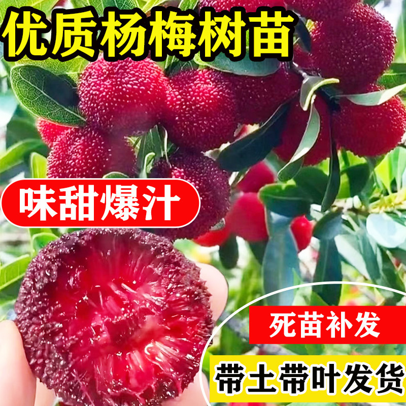 东魁杨梅树树苗嫁接特大早熟黑炭杨梅苗南北方种植盆地载带土叶