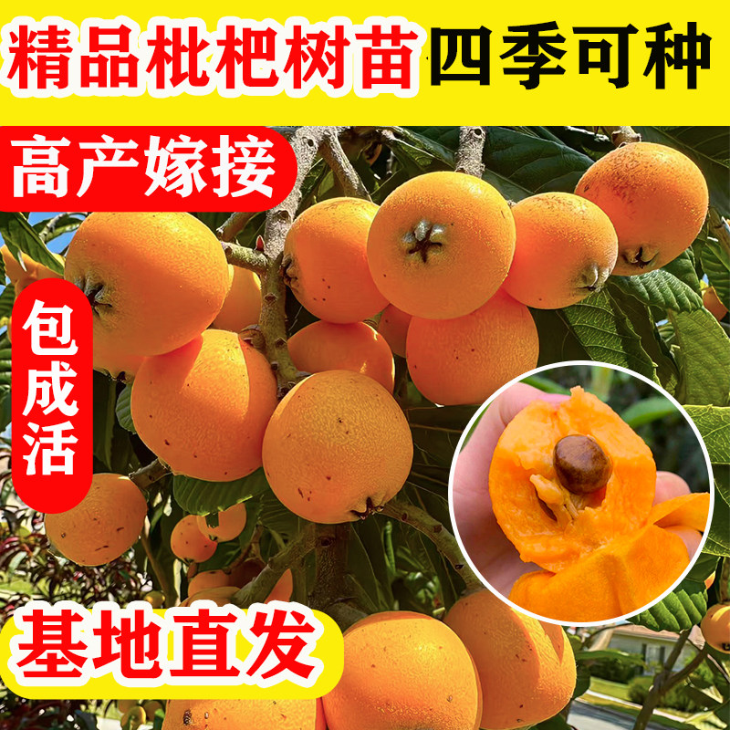 枇杷苗树苗大五星早钟六枇杷嫁接苗早熟盆栽地栽庭院带土带叶