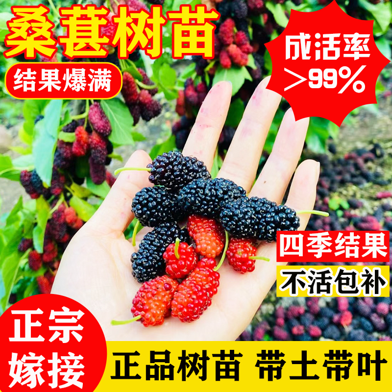 养蚕盆栽地栽南北方四季果树苗