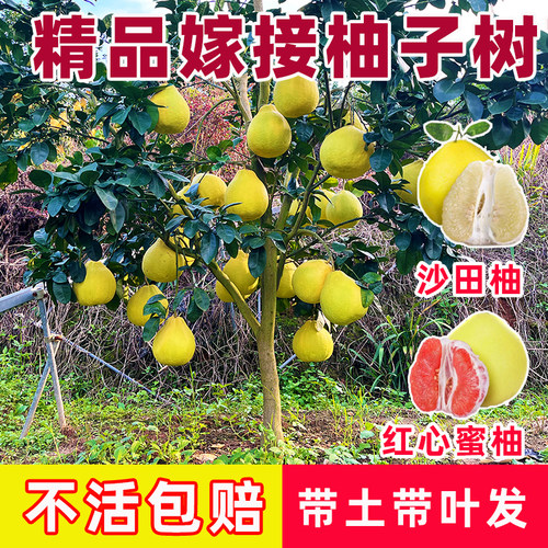 正宗广西沙田柚树苗红心蜜柚苗