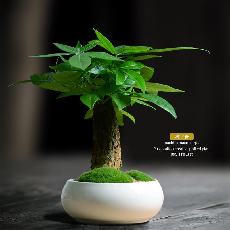 发财树盆栽植物室内客厅绿小盆景四季常室青办公招财小盆植栽花卉