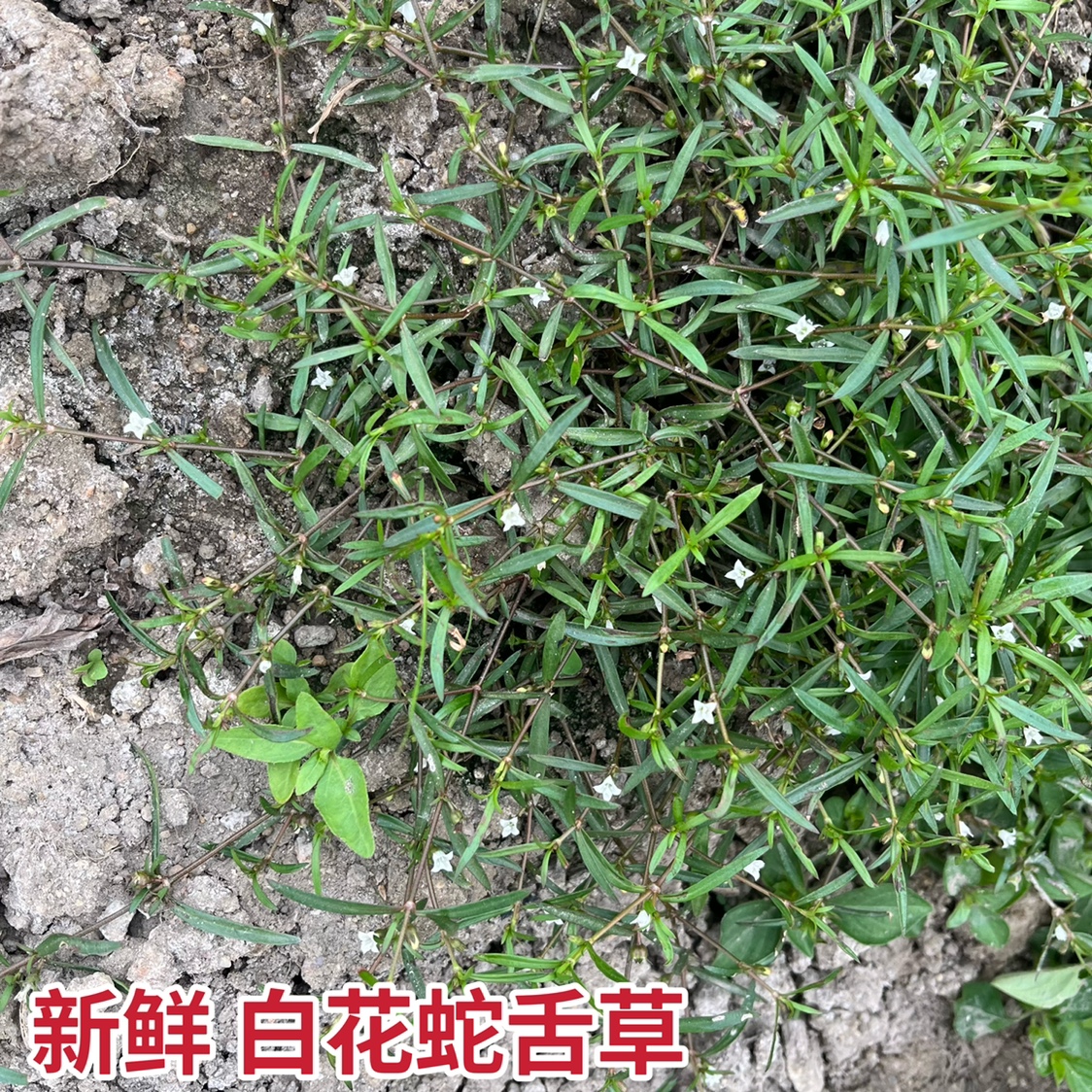 正宗白花蛇舌草新鲜天然 百花蛇 小号蛇舌草可搭配半半边莲用包邮