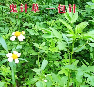 鬼针草中药材山野新鲜生三叶一包针四方枝现采潮汕方骨草茶虾钳草