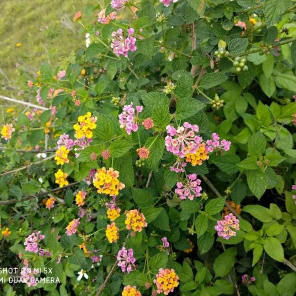 马缨丹新鲜潮汕狗屎花中草药五色梅臭草皮肤宝宝洗澡枝叶五色花