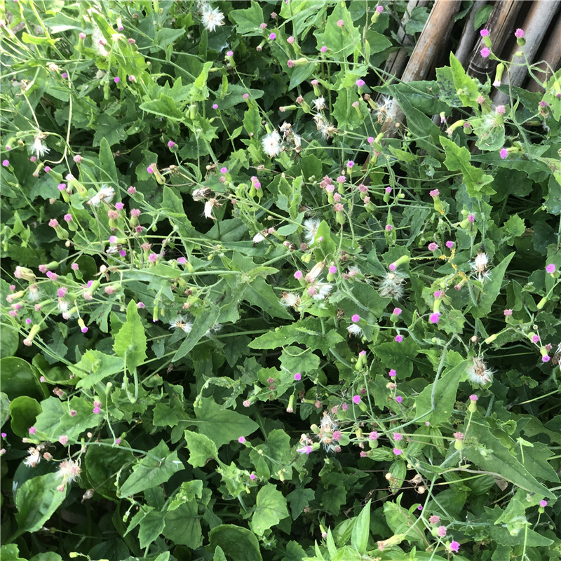 野外一点红草新鲜现采中草药 叶下红红背叶菜羊蹄草广东潮汕500克
