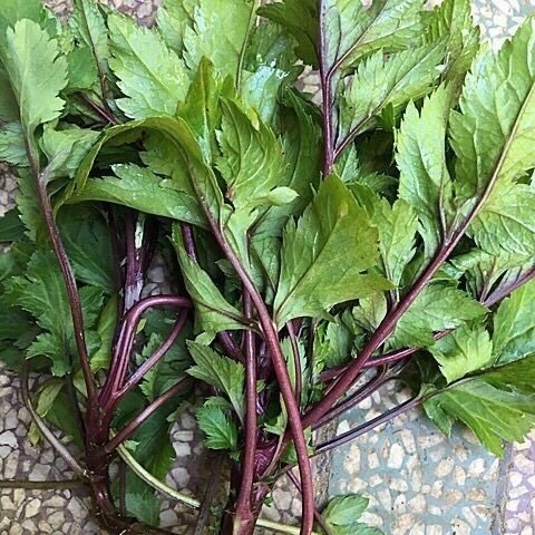姨妈菜红艾草菜新鲜珍珠菜潮汕真珠花菜食用红艾鸭脚艾白苞蒿