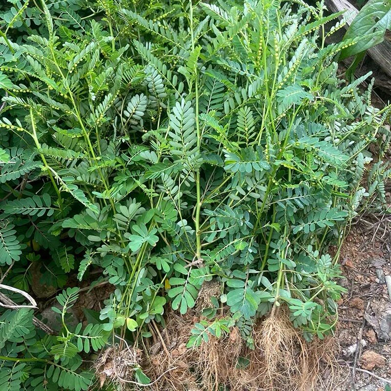 叶下珠新鲜珍珠草珠仔草阴阳草广东中草药龙珠草潮汕假油柑全草