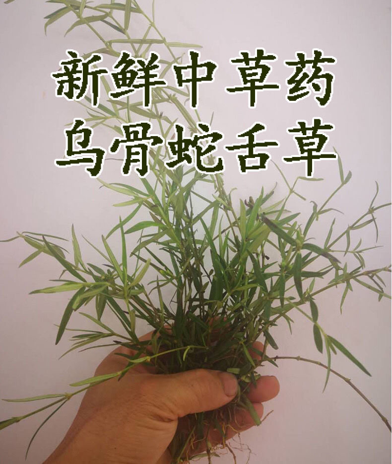 潮汕乌骨蛇舌草中号深山新鲜纯天然山蛇舌草方骨山尖蛇尖草  现货