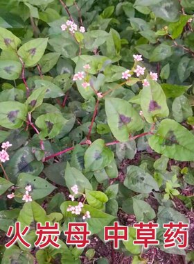 火炭母野外天然新鲜粤抗一号方中草药白饭草预防新晒干喉咙痛冠